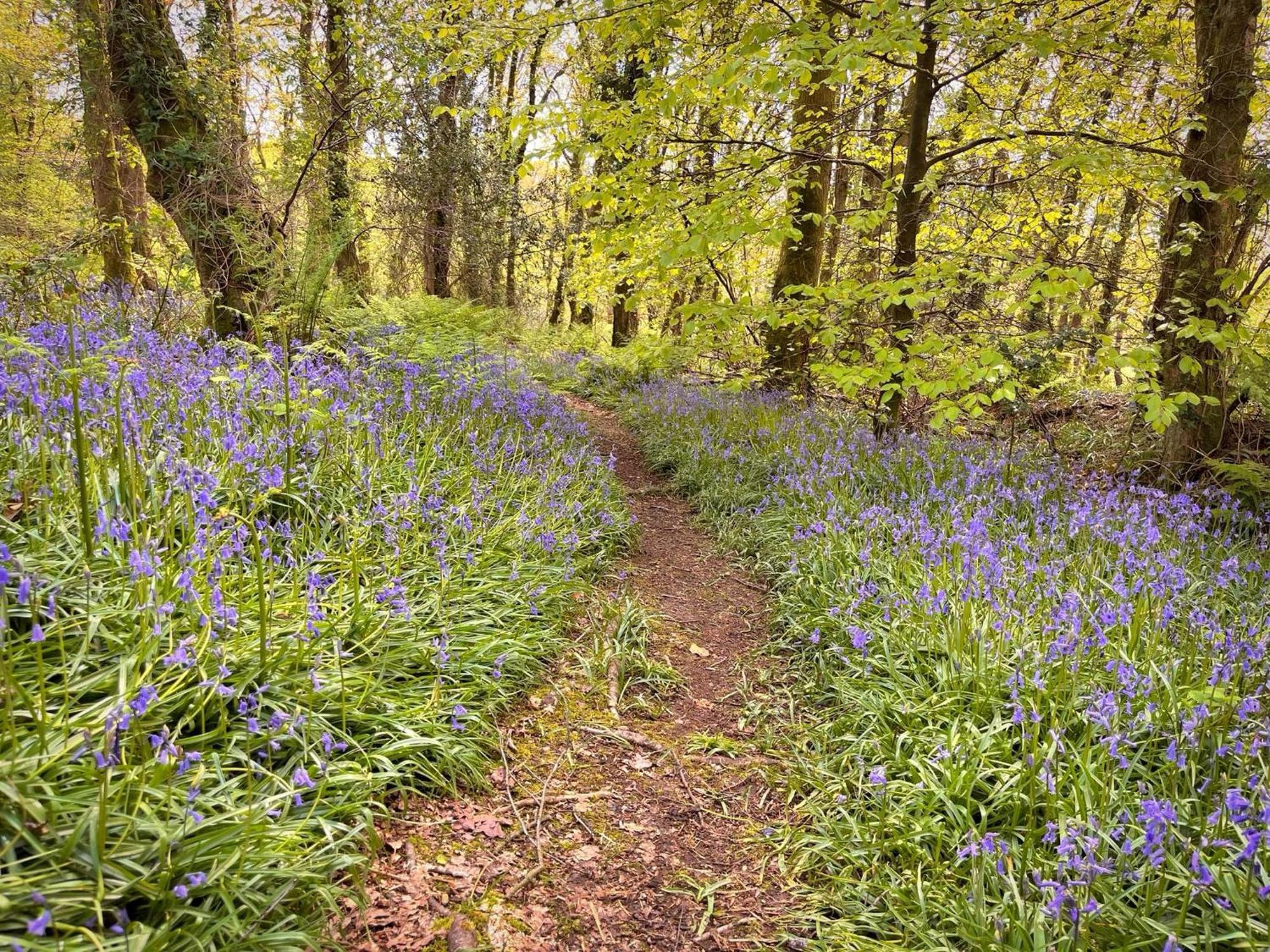 The Squirrel Lodge - Hot Tub - Pet Friendly - Pembrokeshire-Tenby Carmarthen Exteriér fotografie
